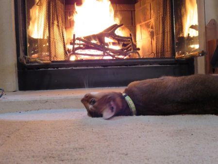 fireplace catt 2.jpg